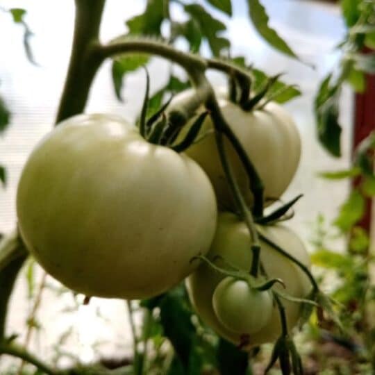 Perch Necessario Rimuovere Le Foglie Di Pomodoro E Come Farlo