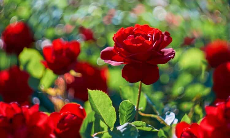 10 fiori da giardino che sbocciano quasi tutto l'anno e poche altre specie per ogni stagione