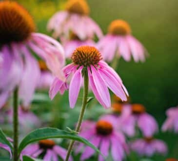 10 piante da giardino che fioriscono ogni anno e non necessitano di molte cure