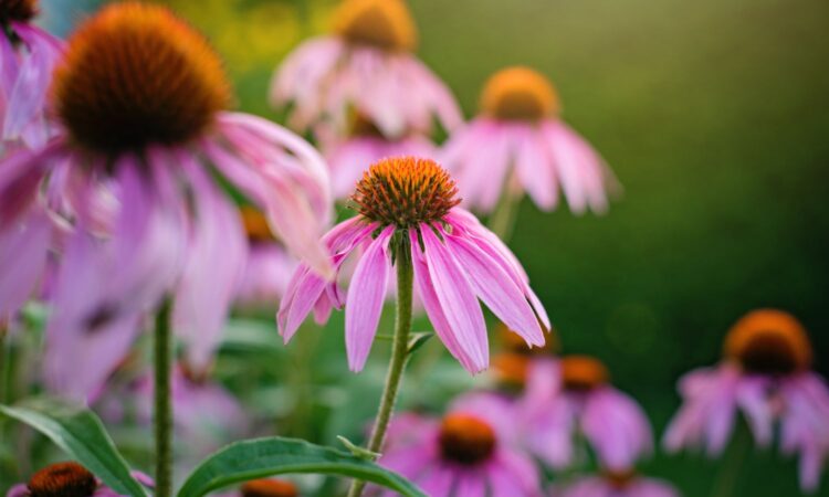 10 piante da giardino che fioriscono ogni anno e non necessitano di molte cure