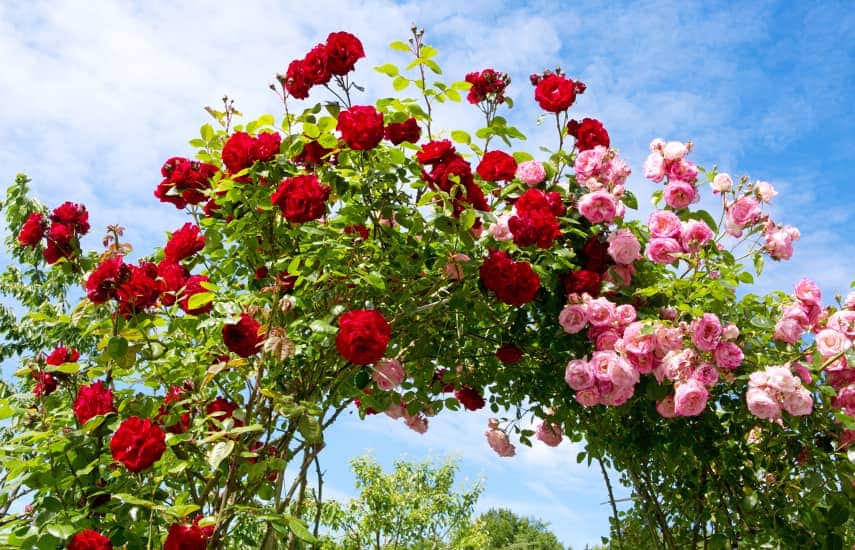 10 migliori piante rampicanti per la decorazione del giardino verticale