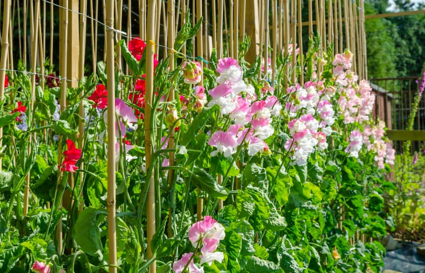 10 migliori piante rampicanti per la decorazione del giardino verticale