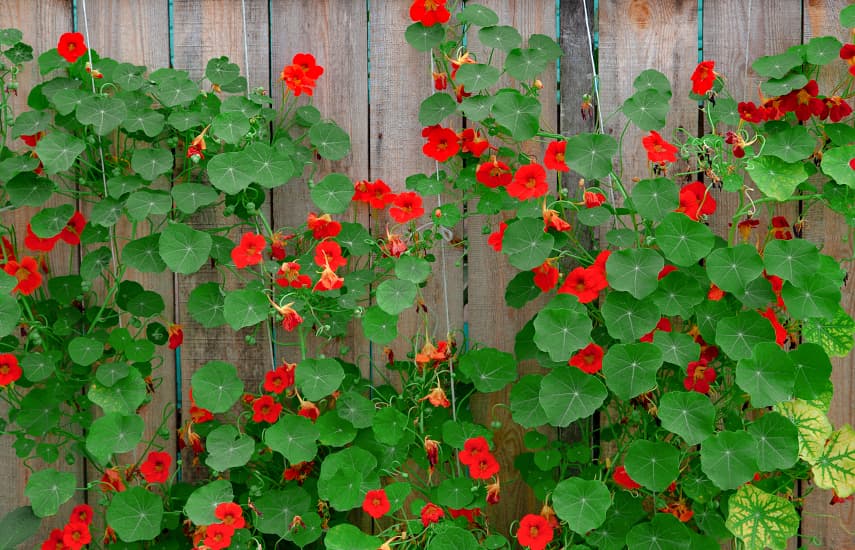 10 migliori piante rampicanti per la decorazione del giardino verticale