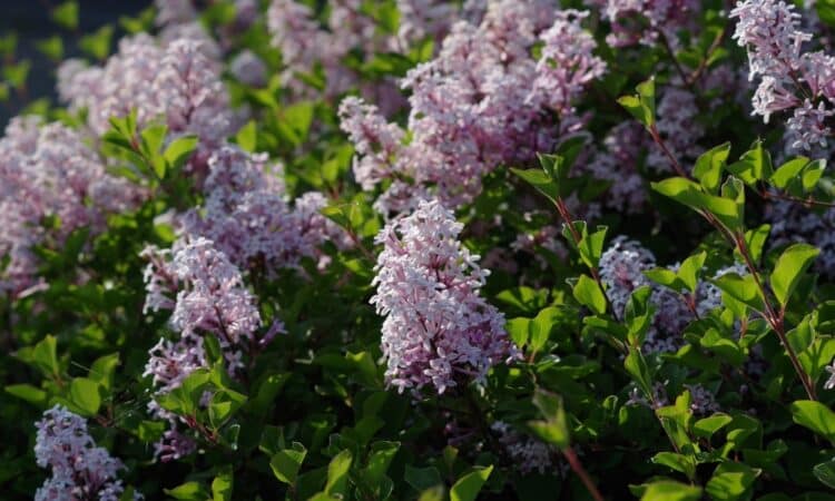 10 tipi di arbusti ornamentali nani con cui potrai trasformare il tuo giardino in un luogo spettacolare