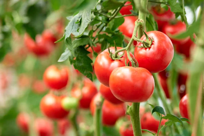 Pomodori. Foto: istock