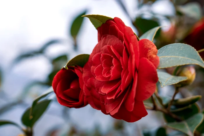 Camelia giapponese / foto: Pixabay 