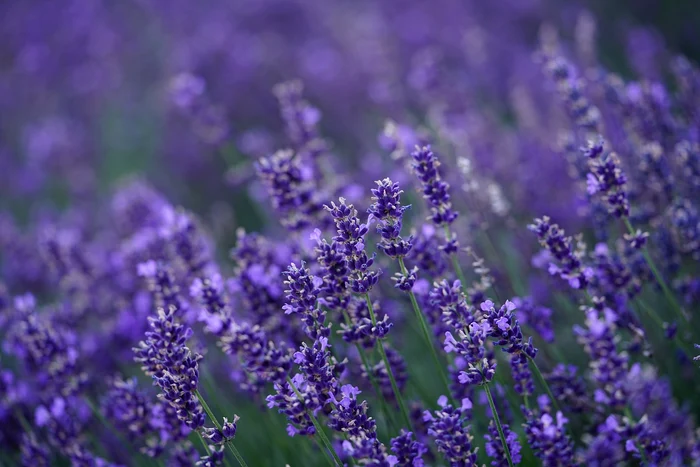 Lavanda / foto: Pixabay