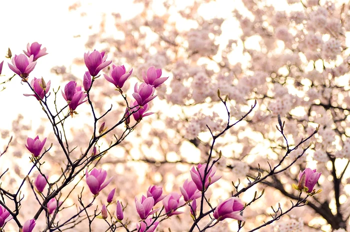 Magnolia. Foto: archivio.