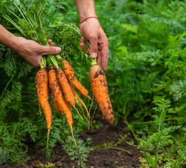 7 colture che crescono velocemente e sono facili da curare se le pianti a marzo