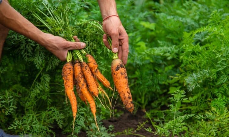 7 colture che crescono velocemente e sono facili da curare se le pianti a marzo