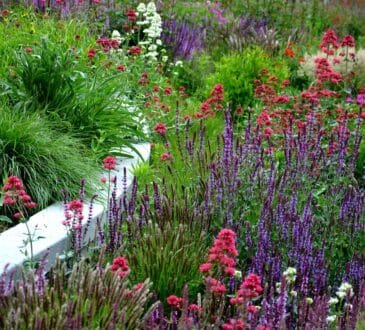 7 fiori alti che trasformeranno il tuo giardino in un vero incanto e come prendersene cura