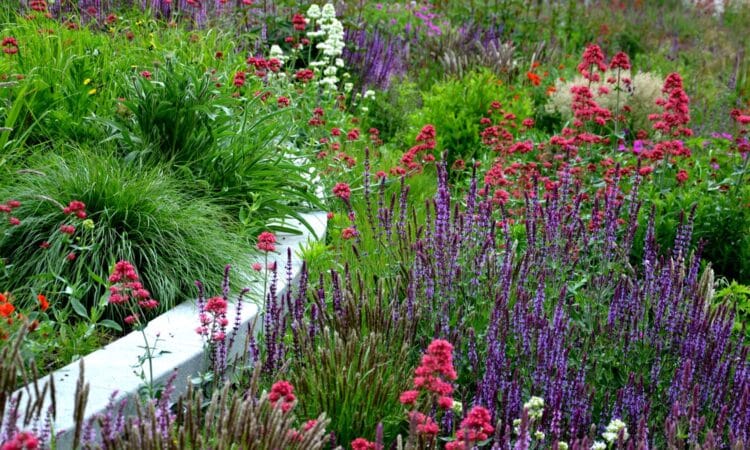 7 fiori alti che trasformeranno il tuo giardino in un vero incanto e come prendersene cura