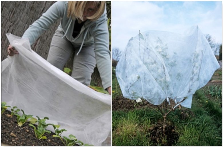 Il clima primaverile insidioso può privarci del raccolto! I fiori degli alberi da frutto e delle piante possono essere protetti molto facilmente