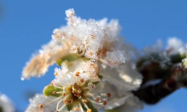 Il clima primaverile insidioso può privarci del raccolto! I fiori degli alberi da frutto e delle piante possono essere protetti molto facilmente