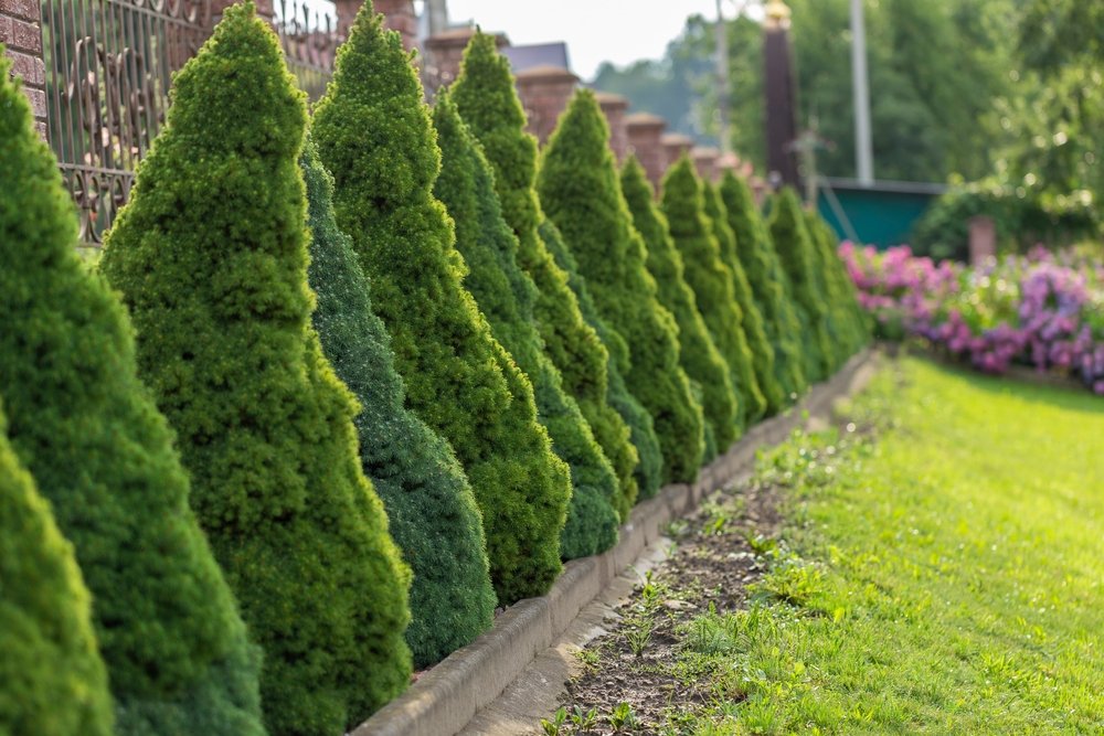 10 tipi di arbusti ornamentali nani con cui potrai trasformare il tuo giardino in un luogo spettacolare