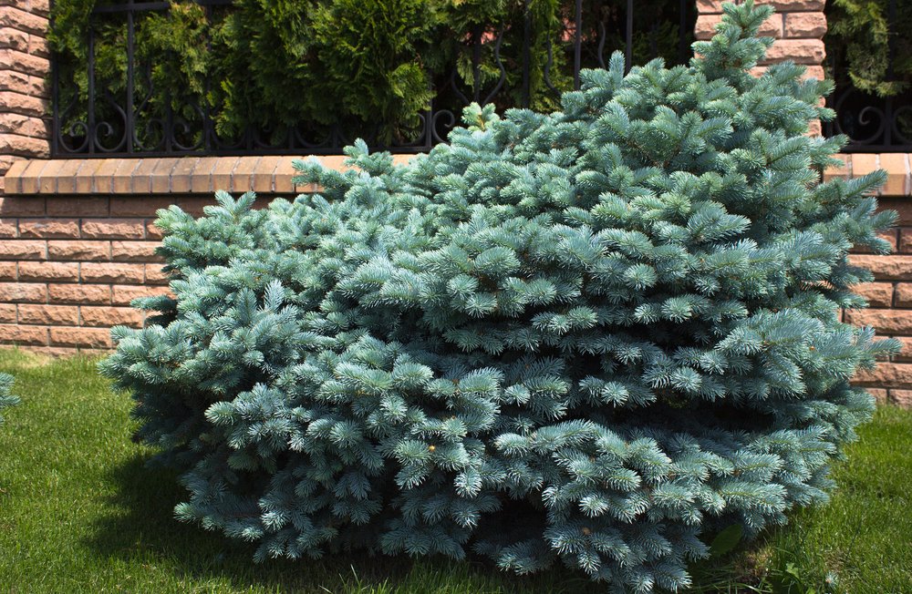 10 tipi di arbusti ornamentali nani con cui potrai trasformare il tuo giardino in un luogo spettacolare