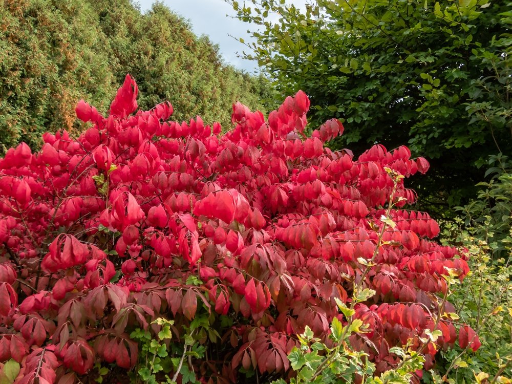 Arbusti ornamentali nani di Euonymus