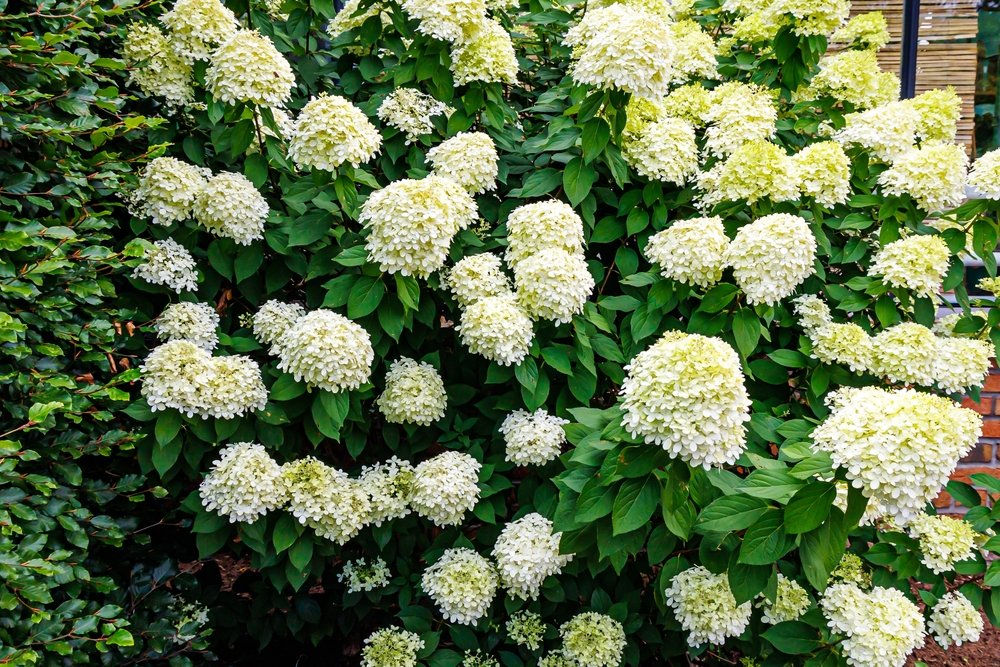 Arbusti ornamentali nani Hortensia