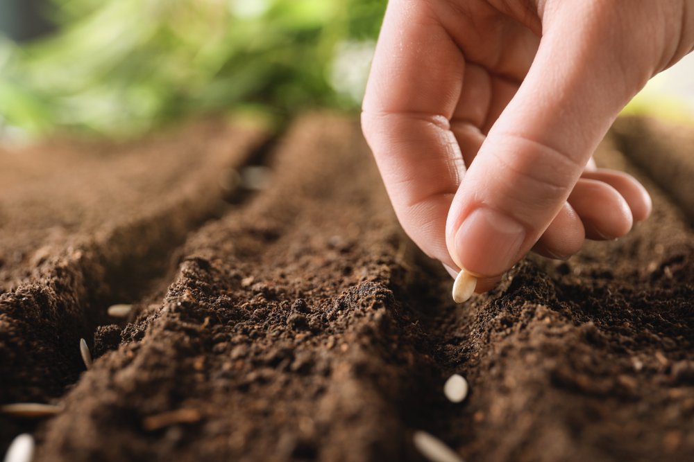 12 degli errori di giardinaggio più comuni e come evitarli