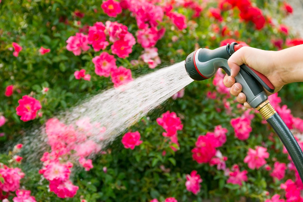 Errori di giardinaggio acquatico