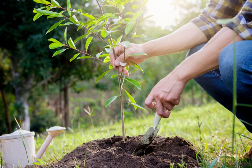 12 degli errori di giardinaggio più comuni e come evitarli