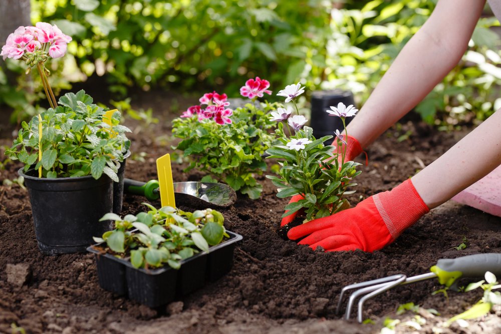 Preparazione degli errori di giardinaggio