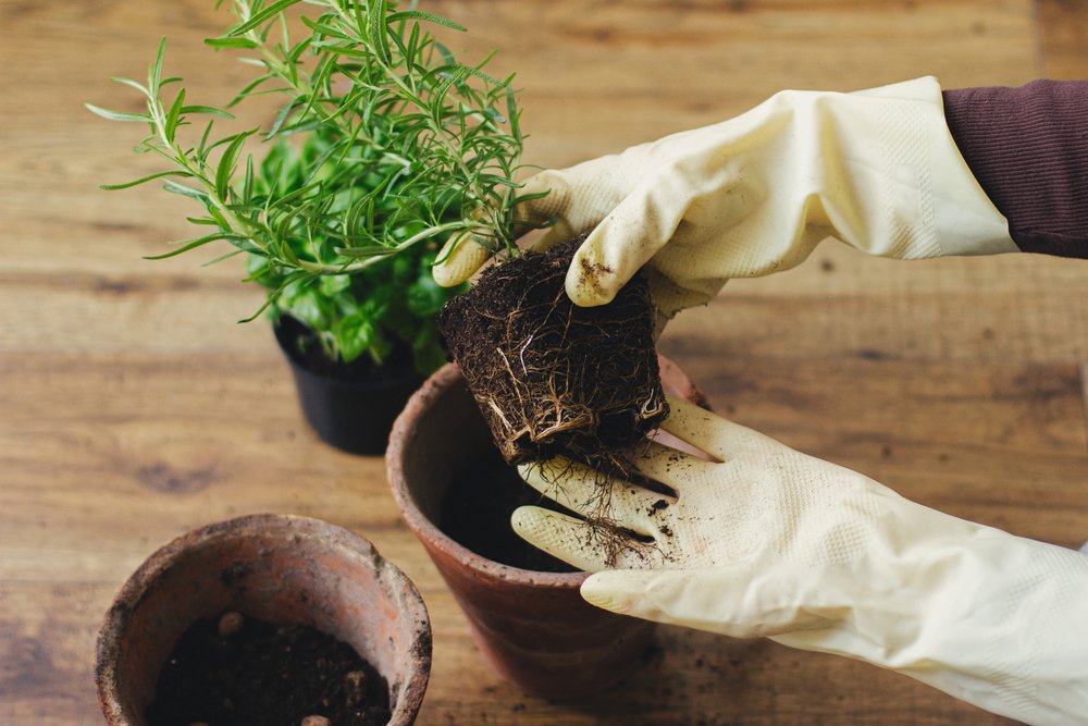 errori di giardinaggio nel reimpianto