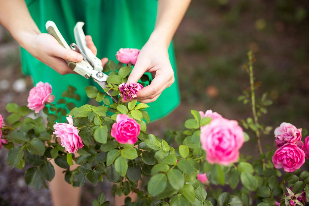 12 degli errori di giardinaggio più comuni e come evitarli