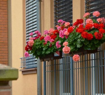 Come piantare e prendersi cura correttamente dei gerani. Consigli utili da tenere a mente