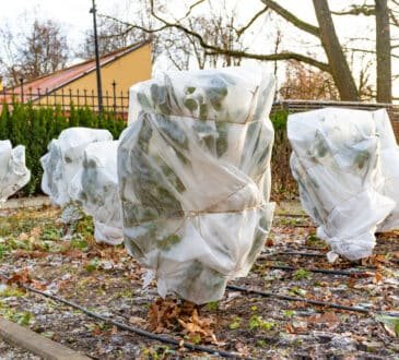 Come proteggere i tuoi alberi dal gelo già durante l'autunno