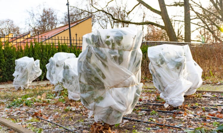 Come proteggere i tuoi alberi dal gelo già durante l'autunno