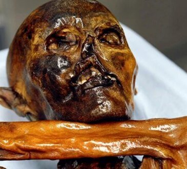 Cosa è stato trovato nello stomaco di Ötzi, l'Uomo venuto dal ghiaccio. Incredibile cosa mangiavano le persone 5.000 anni fa