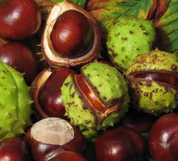 Cosa fare con le castagne? 10 consigli indispensabili!