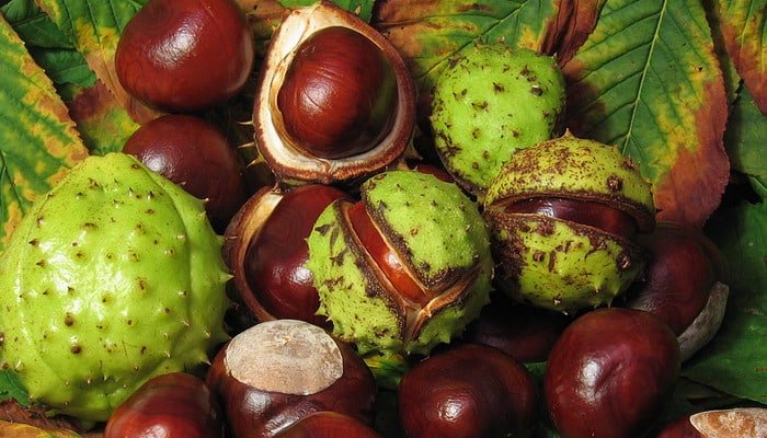 Cosa fare con le castagne? 10 consigli indispensabili!