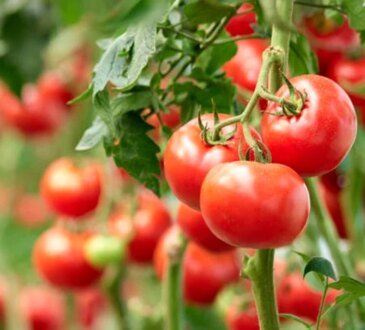 Cosa mettiamo nell'acqua con cui annaffiamo i pomodori e i peperoni in modo che le verdure siano ben cotte. Il segreto che i giardinieri esperti non vogliono farti conoscere