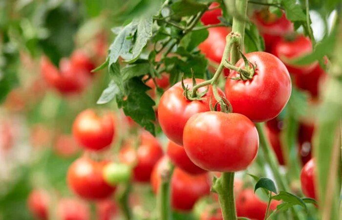 Cosa mettiamo nell'acqua con cui annaffiamo i pomodori e i peperoni in modo che le verdure siano ben cotte. Il segreto che i giardinieri esperti non vogliono farti conoscere