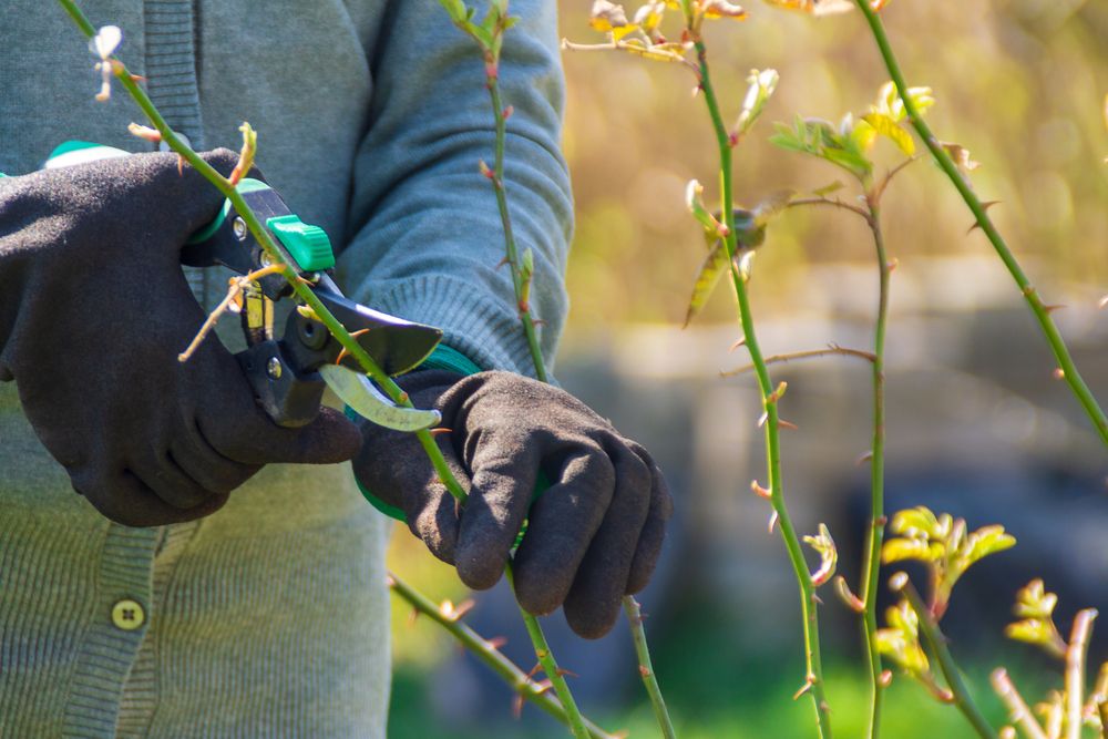 Un orticoltore spiega passo dopo passo come piantare e curare le rose in giardino