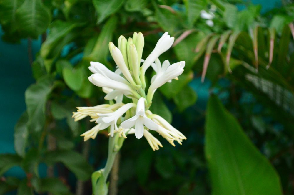 Cura della tuberosa