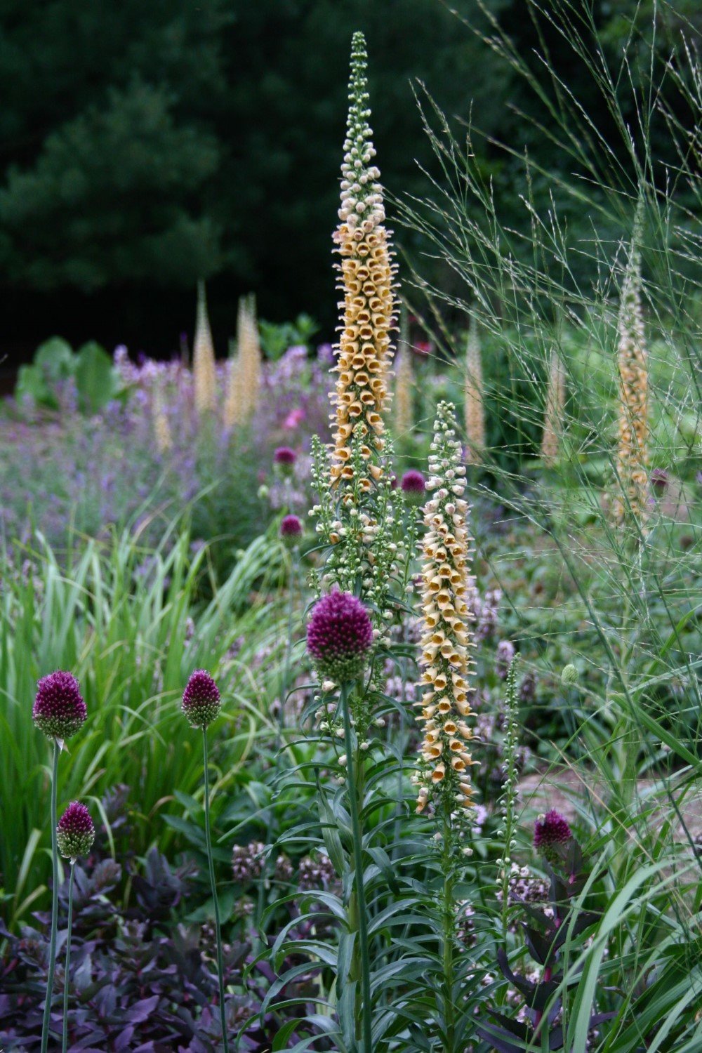 I fiori alti hanno molti vantaggi e possono svolgere molteplici ruoli