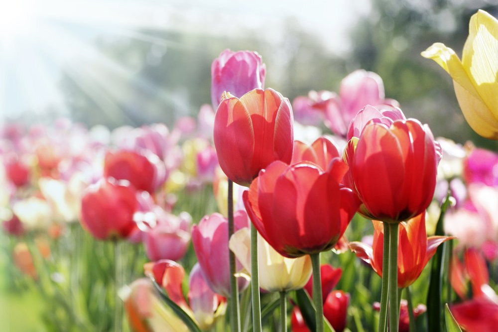 Tulipani fioriti da giardino primaverile