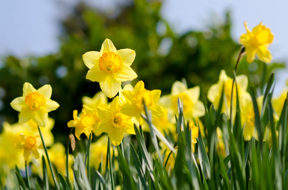 Narcisi di fiori da giardino primaverili