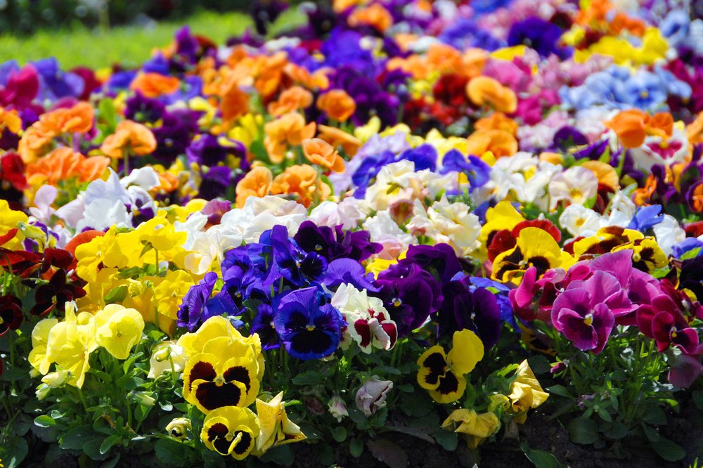 Campo di viole del pensiero di vari colori