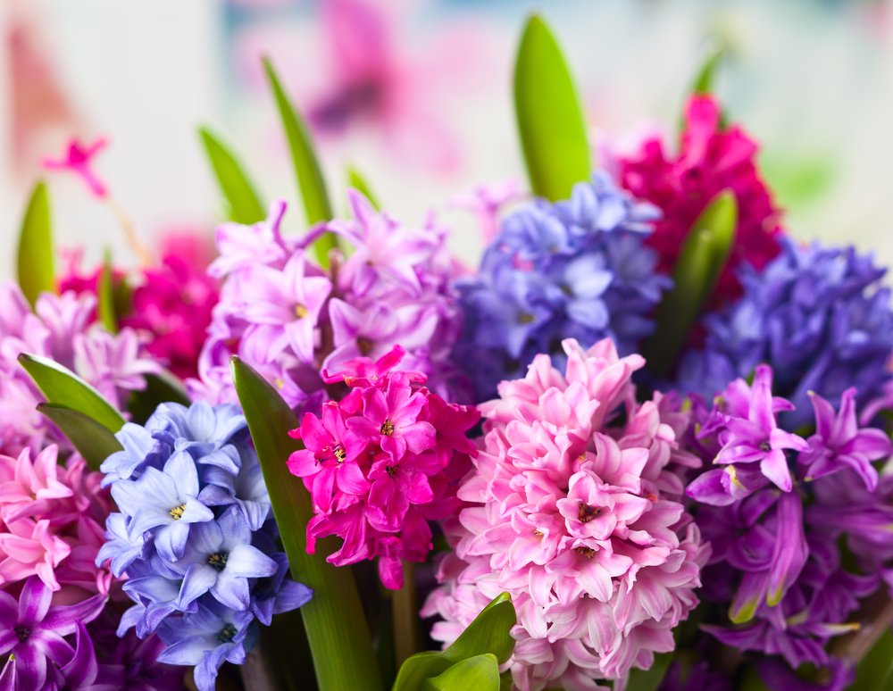 Mazzi di giacinti, fiori primaverili per il giardino