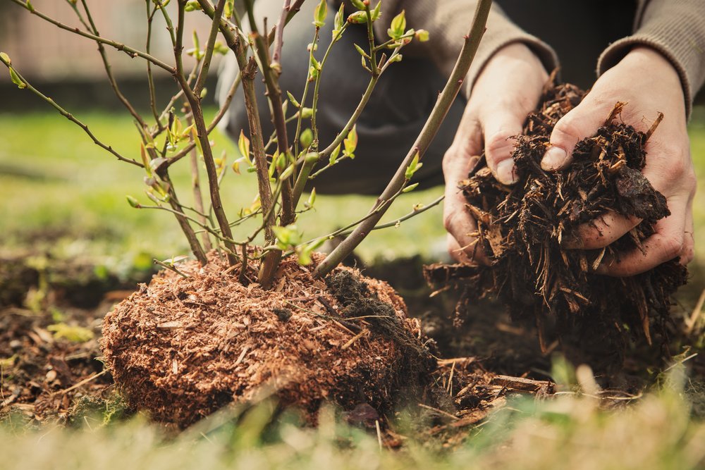 8 attività di giardinaggio autunnali che semplificano la vita primaverile