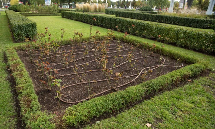 Le cose a cui probabilmente non pensi, ma di cui il tuo giardino ha bisogno