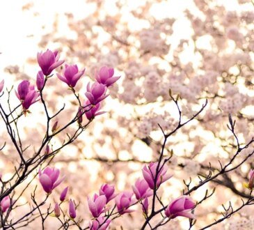 Magnolia. Le leggende e i simboli di questo fiore squisito