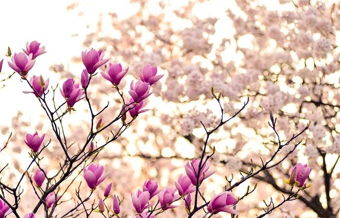 Magnolia. Le leggende e i simboli di questo fiore squisito