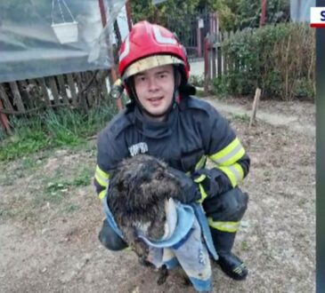 Momenti spaventosi per Bela. Il cucciolo cadde in un pozzo, ma miracolosamente sopravvisse. Il dettaglio che gli ha salvato la vita