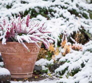 Piante da giardino resistenti all'inverno: quali scegliere e come prendersene cura