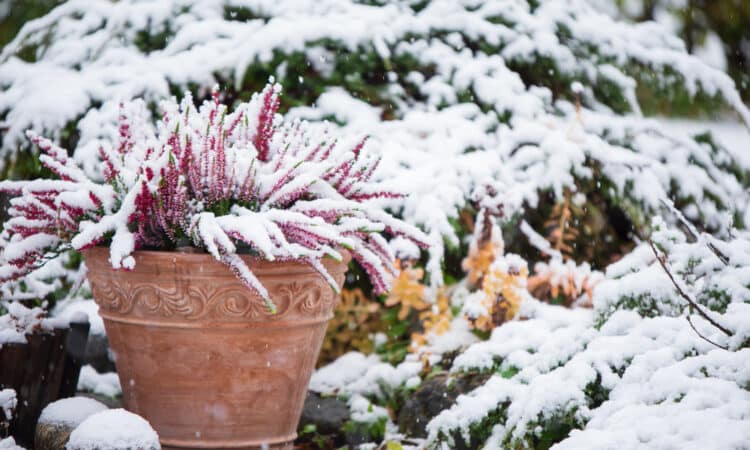 Piante da giardino resistenti all'inverno: quali scegliere e come prendersene cura